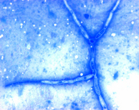 METHYLENE BLUE (C.I. 52015) FOR MICROSCO